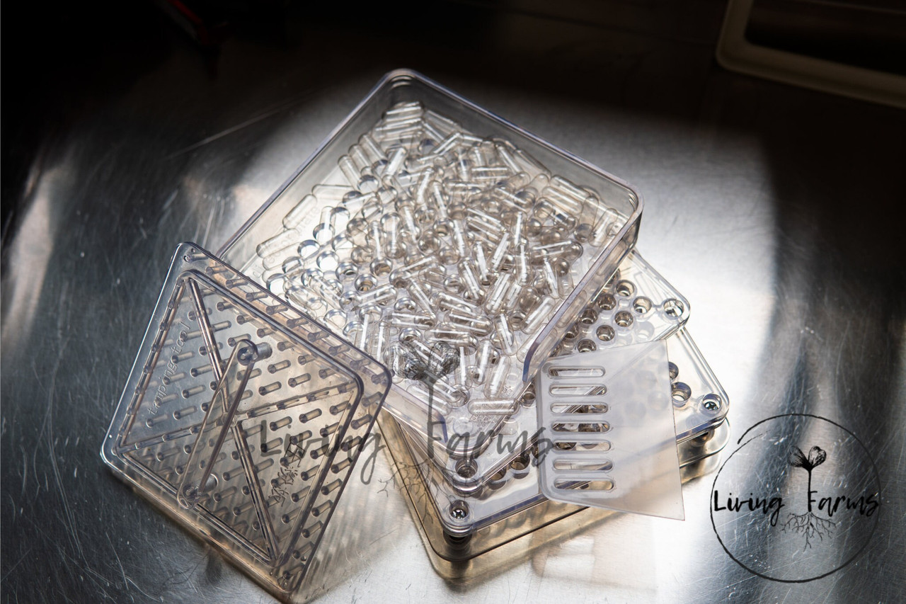 Fennel Seed capsules Living Farms