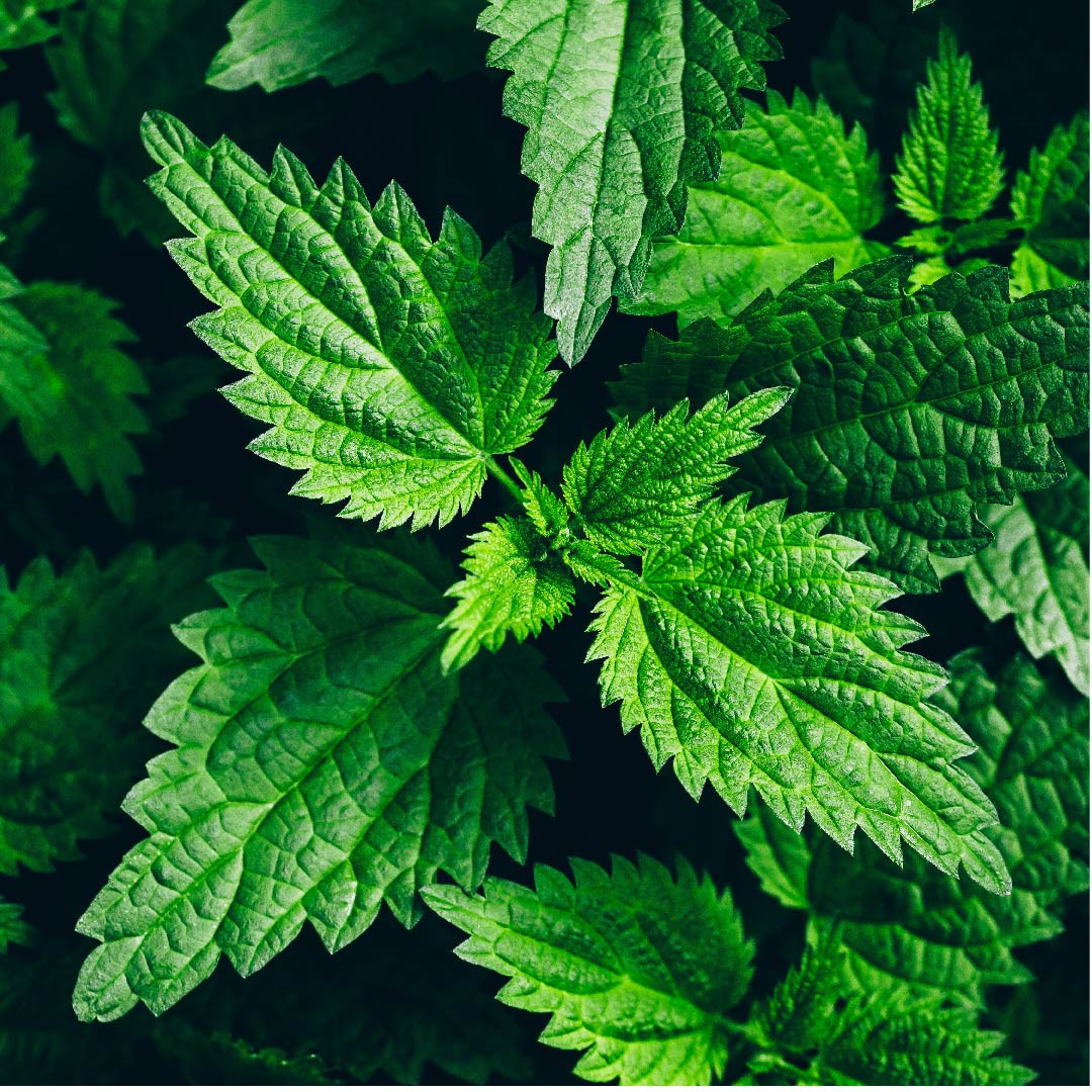Stinging Nettle Leaf Living Farms Stinging Nettle Leaf Living Farms