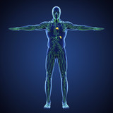 Understanding Your Lymphatic System: Nature's Detox Pathway