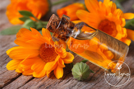 Calendula Double Infused In Olive Oil
