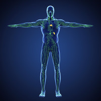 Understanding Your Lymphatic System: Nature's Detox Pathway