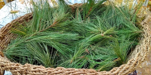 White Pine Needles Wild Harvested Fresh To Order