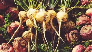 maca root plant
