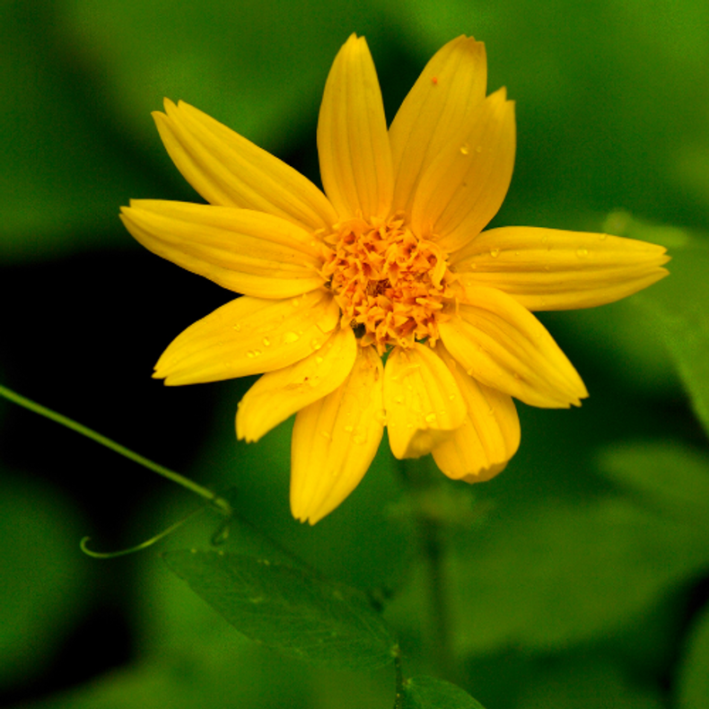 Experience the Magic of Arnica for Natural Pain Relief