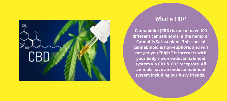 what-is-cbd-final-900x400-1-.png