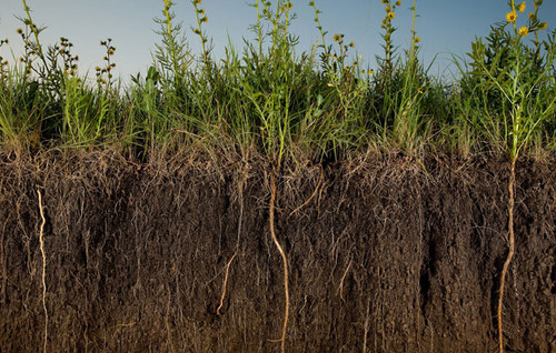 Our Love Affair With Soil