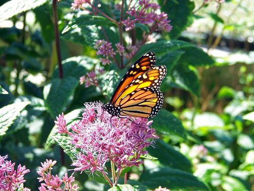 How to Cultivate Biodiversity Through Your Lawn Strategy