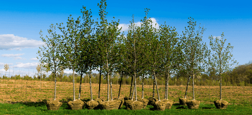 Tree Planting Initiatives: The Good, the Bad and the Ugly