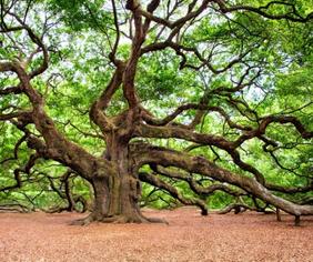 old growth tree