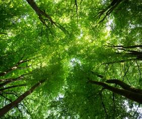 Tree canopy