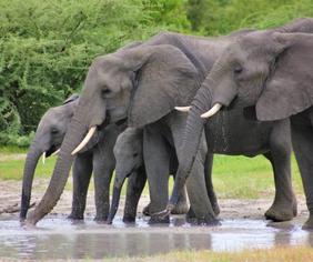 elephants