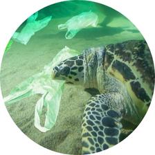 sea turtle with plastic pollution