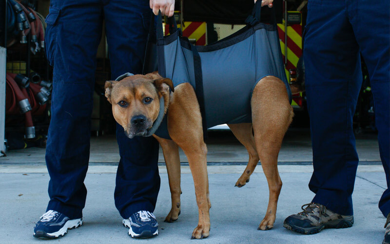 K9 litter - soft stretcher