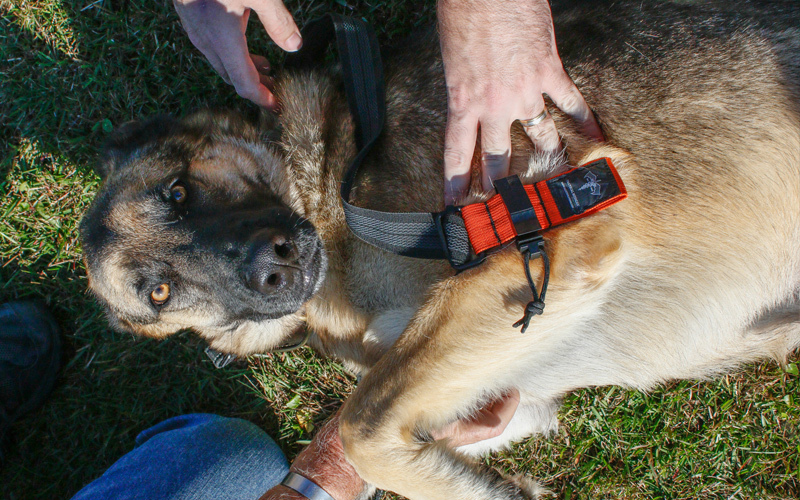 Specialty & K9 Tourniquets