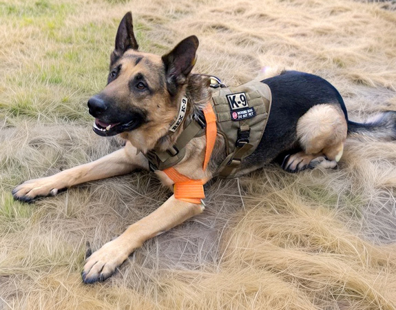 K9 Medical Solutions