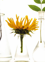 Au Naturel - DERMASCOPE Magazine