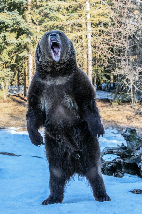 If You’re Gonna Be A Bear, Be A Grizzly!