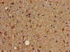 SOX4 Antibody (PACO65157)