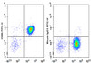 FITC Anti-Human CD86 Antibody [BU63] (AGEL0094)