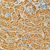 Immunohistochemistry analysis of paraffin-embedded Mouse kidney using GAPDH Mouse mAb (CABC002) at dilution of 1:100 (40x lens). High pressure antigen retrieval performed with 0.01M Citrate buffer (pH 6.0) prior to IHC staining.