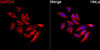 Immunofluorescence analysis of HeLa cells using GAPDH Mouse mAb (CABC002) at a dilution of 1:100 (40x lens). Secondary antibody: Cy3-conjugated Goat anti-Rabbit IgG (H+L)(CABS007) at 1:500 dilution. Blue: DAPI for nuclear staining.