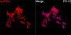 Immunofluorescence analysis of PC-12 cells using GAPDH Mouse mAb (CABC002) at a dilution of 1:100 (40x lens). Secondary antibody: Cy3-conjugated Goat anti-Rabbit IgG (H+L)(CABS007) at 1:500 dilution. Blue: DAPI for nuclear staining.