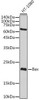 Anti-Bax [ARC5006-10] Monoclonal Antibody -Knockout Validated (CAB20227)