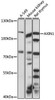 Anti-AXIN1 Antibody (CAB16019)