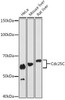 Anti-Cdc25C [ARC0622] Monoclonal Antibody (CAB12234)