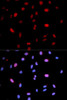 Anti-Phospho-MAP2K6-S207/MAP2K3-S189 Antibody (CABP0081)