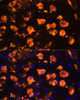 Anti-JAG2 Antibody (CAB14247)