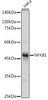Anti-NFKB1 Antibody -Knockout Validated (CAB6667)