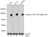 Anti-Phospho-STAT1-Y701 [ARC0049] Monoclonal Antibody (CABP0054)