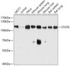 Anti-STAT6 Antibody (CAB0755)