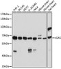 Anti-cGAS Antibody (CAB8335)