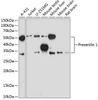 Anti-Presenilin 1 Monoclonal Antibody (CAB19103)