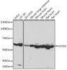 Anti-SOX10 [ARC1767] Monoclonal Antibody (CAB8655)