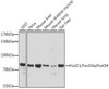 Anti-FoxO1/FoxO3a/FoxO4 Antibody (CAB17978)