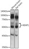Anti-KEAP1 Antibody (CAB17062)