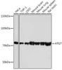 Anti-ATG7 Monoclonal Antibody (CAB19604)