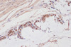 Anti-SREBP2 Antibody (CAB13049)