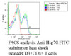 Fluorescence Activated Cell Sorting analysis using Mouse Anti-Hsp70: FITC Monoclonal Antibody, Clone C92F3A-5 (STMA00001). Tissue: Heat Shocked CD3+ CD8+ T cells. Species: Mouse. Primary Antibody: Mouse Anti-Hsp70: FITC Monoclonal Antibody (STMA00001) at 1:1000. Courtesy of: Cheryl Cameron, Vaccine and Gene Therapy Instit. Florida.
