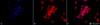 Immunocytochemistry/Immunofluorescence analysis using Rat Anti-GRP94 Monoclonal Antibody, Clone 9G10 (STMA00003). Tissue: Heat Shocked cervical cancer cells (HeLa). Species: Human. Fixation: 2% Formaldehyde for 20 min at RT. Primary Antibody: Rat Anti-GRP94 Monoclonal Antibody (STMA00003) at 1:100 for 12 hours at 4°C. Secondary Antibody: APC Goat Anti-Rat (red) at 1:200 for 2 hours at RT.