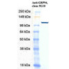 Western Blot analysis of Human Cervical cancer cell line (HeLa) lysate showing detection of GRP94 protein using Rat Anti-GRP94 Monoclonal Antibody, Clone 9G10 (STMA00003). Primary Antibody: Rat Anti-GRP94 Monoclonal Antibody (STMA00003) at 1:1000. Secondary Antibody: HRP Goat Anti-Rat.