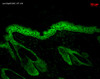 Immunohistochemistry analysis using Mouse Anti-Hsp90 Monoclonal Antibody, Clone H9010 (STMA00005). Tissue: backskin. Species: Mouse. Fixation: Bouin's Fixative and paraffin-embedded. Primary Antibody: Mouse Anti-Hsp90 Monoclonal Antibody (STMA00005) at 1:100 for 1 hour at RT. Secondary Antibody: FITC Goat Anti-Mouse (green) at 1:50 for 1 hour at RT. Localization: Epidermis.