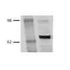 Western Blot analysis of Bovine MDBK cell lysates showing detection of Hsp70 protein using Mouse Anti-Hsp70 Monoclonal Antibody, Clone BB70 (STMA00004). Primary Antibody: Mouse Anti-Hsp70 Monoclonal Antibody (STMA00004) at 1:1000.