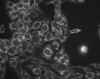 Immunocytochemistry/Immunofluorescence analysis using Mouse Anti-Hsp60 Monoclonal Antibody, Clone LK-1 (STMA00007). Tissue: HaCaT cells. Species: Human. Fixation: Cold 100% methanol at -20°C for 10 minutes. Primary Antibody: Mouse Anti-Hsp60 Monoclonal Antibody (STMA00007) at 1:100 for 1 hour at RT. Secondary Antibody: FITC Goat Anti-Mouse (green) at 1:50 for 1 hour at RT. Localization: Cytoplasmic Staining.