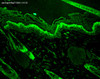 Immunohistochemistry analysis using Mouse Anti-Hsp27 Monoclonal Antibody, Clone 8A7 (STMA00010). Tissue: backskin. Species: Mouse. Fixation: Bouin's Fixative and paraffin-embedded. Primary Antibody: Mouse Anti-Hsp27 Monoclonal Antibody (STMA00010) at 1:100 for 1 hour at RT. Secondary Antibody: FITC Goat Anti-Mouse (green) at 1:50 for 1 hour at RT. Localization: Epidermis.