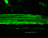 Immunohistochemistry analysis using Mouse Anti-Hsp27 Monoclonal Antibody, Clone 8A7 (STMA00010). Tissue: backskin. Species: Mouse. Fixation: Bouin's Fixative and paraffin-embedded. Primary Antibody: Mouse Anti-Hsp27 Monoclonal Antibody (STMA00010) at 1:100 for 1 hour at RT. Secondary Antibody: FITC Goat Anti-Mouse (green) at 1:50 for 1 hour at RT. Localization: Epidermis.