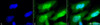 Immunocytochemistry/Immunofluorescence analysis using Rat Anti-HSF1 Monoclonal Antibody, Clone 10H8 (STMA00012). Tissue: Heat Shocked cervical cancer cells (HeLa). Species: Human. Fixation: 2% Formaldehyde for 20 min at RT. Primary Antibody: Rat Anti-HSF1 Monoclonal Antibody (STMA00012) at 1:100 for 12 hours at 4°C. Secondary Antibody: FITC Goat Anti-Rat (green) at 1:200 for 2 hours at RT.